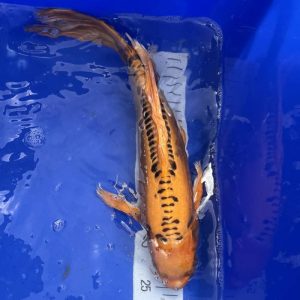 Koi Butterfly Orenji Ghost, 35-40 cm - Koifarm Straeten