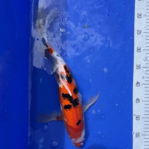 Koi Butterfly Sanke, 40-45 cm -Koifarm Straeten