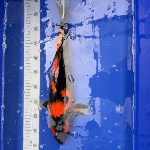 Koi Hi Showa, 40-45 cm - Koifarm Straeten
