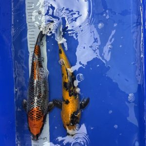 Koi Kujaku, Ki Utsuri, 35-40 cm - Koifarm Straeten