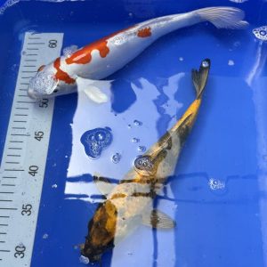 Koi Orenji Hariwake, Ki Utsuri, 25,30 cm - Koifarm Straeten