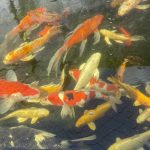 Koi-Teich Saison 2026