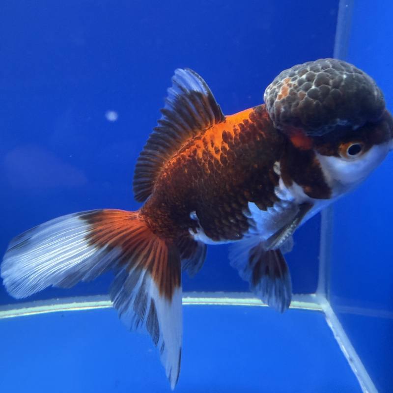 Oranda, 10-12 cm, 3 - Koifarm Straeten