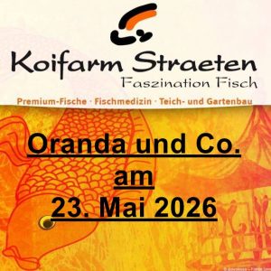 Oranda 2026 - Koifarm Straeten