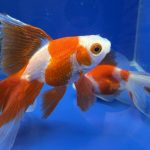 Ryukin, 6-8 cm, 1 - Koifarm Straeten