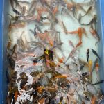 Baby-Kois, 6-8 cm - Koifarm Straeten