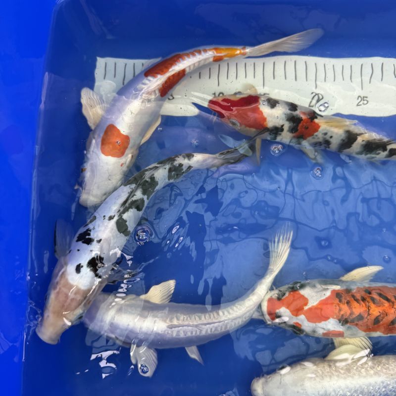 Koi Asagi, Kujaku, Hariwake, Platinum, 30-35 cm - Koifarm Straeten
