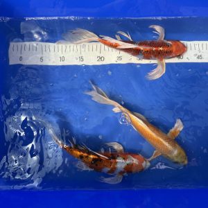 Koi Butterfly 1 - Koifarm Straeten