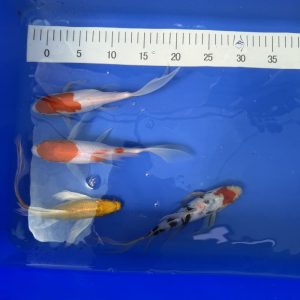 Koi Butterfly 1 - Koifarm Straeten