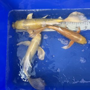 Koi Butterfly - Koifarm Straeten