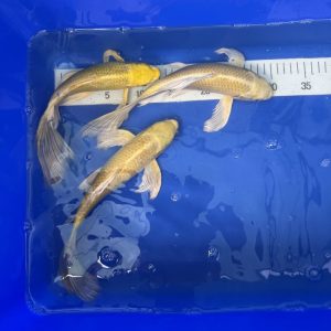 Koi Butterfly Yellow Ogon - Koifarm Straeten