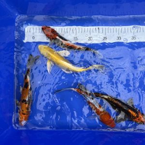 B-Kois, 21-25 cm, Koifarm Straeten
