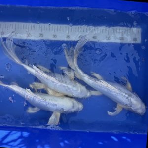 Koi Butterfly Doitsu White Metallic, 35-40 cm - Koifarm Straeten