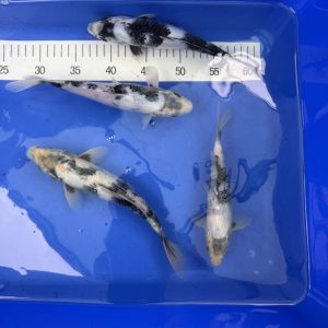Koi Kage Shiro Utsuri, 21-25 cm - Koifarm Straeten
