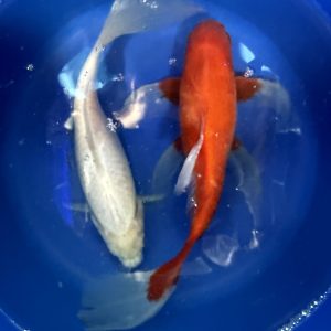 Goldfische über 15 cm - Koifarm Straeten