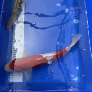 Koi Kohaku, 40-45 cm - Koifarm Straeten