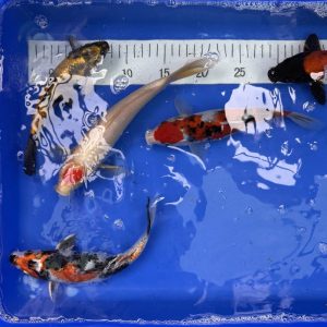 Koi, 21-25 cm - 2 - Koifarm Straeten