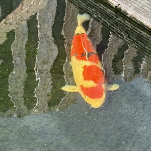 Koi - Koifarm Straeten