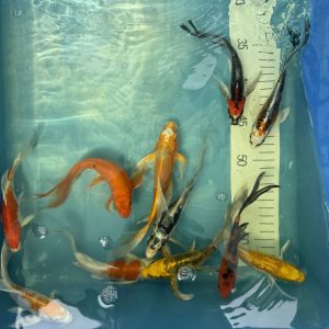 Koi Butterfly, 15-18 cm - Koifarm Straeten