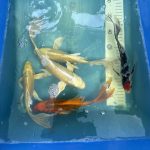 Koi Butterfly, 21-25 cm - Koifarm Straeten