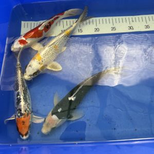 Koi Matsuba, Hariwake, Kumonryu, Aragoke - Koifarm Straeten
