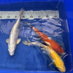 Koi Shusui, Hariwake, Kohaku, Ogon, Kujaku - Koifarm Straeten