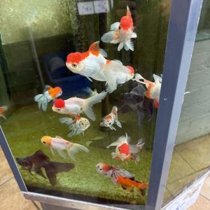 Oranda 2 - Koifarm Straeten
