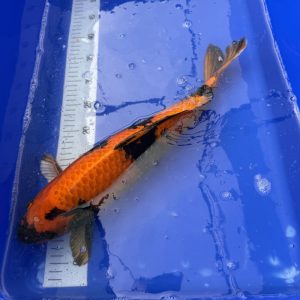 Koi Hi Showa, 45-50 cm - Koifarm Straeten