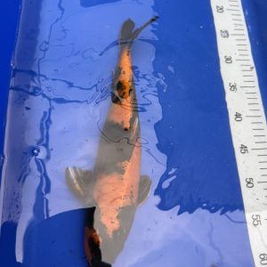 Koi Kinki Utsuri, 30-35 cm - Koifarm Straeten