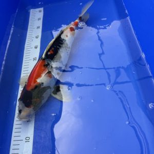 Koi Showa, 45-50 cm - Koifarm Straeten